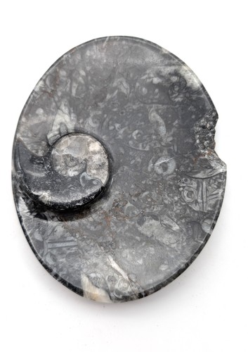 Sm0183 orthoceras - sm0183,