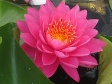 Winterharte seerose nymphaea - seerose,