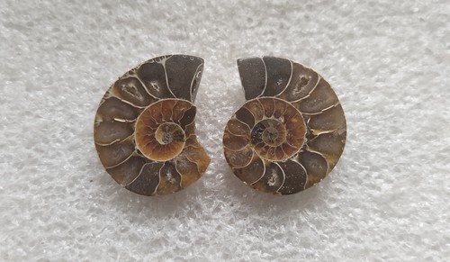 Ammoniten fossilien schnecke - ,