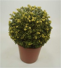 1 x Ilex crenata 'Convexa‘