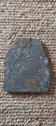Posidonienschiefer