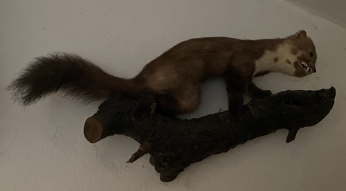 Tierpräparat ausgestopfter