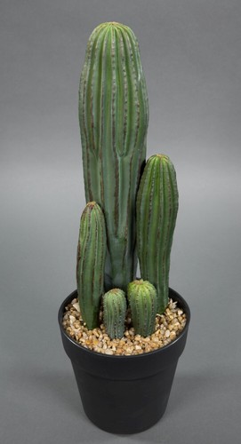 Säulenkaktus 42cm topf dp - säulenkaktus,