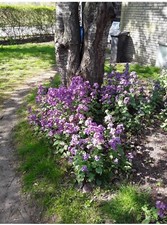 Silberblatt, 30 Samen (Lunaria annua, Ernte 2024)