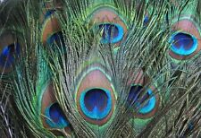 10 echte Pfauenfedern ca. 90 -