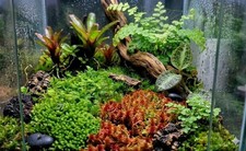 Terrarium Moos Mix  lebend