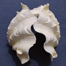 2 Teilige Mördermuschel