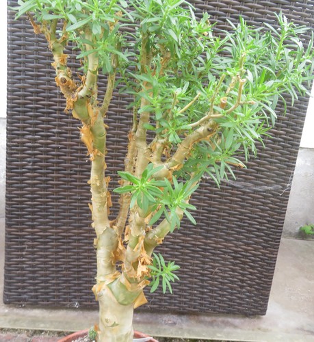 Sedum frutescens ec005 - sedum,
