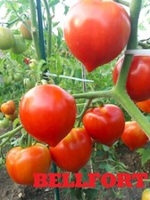 Tomatensamen 5 Sorten Pro