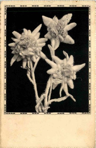 Edelweiss 658634 - edelweiss, -658634