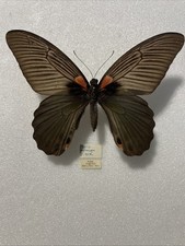 Entomologie*Papilio memnon