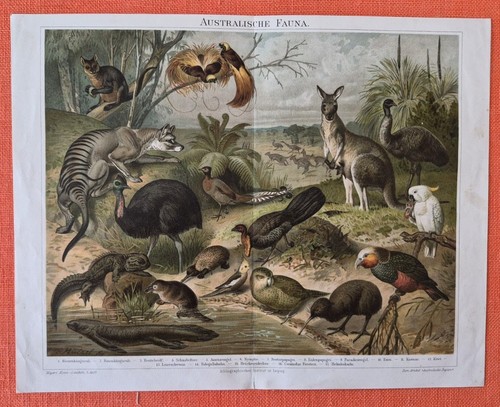 Australische fauna beutelwolf - australische,