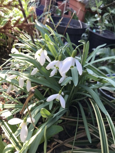 Galanthus nivalis - galanthus,