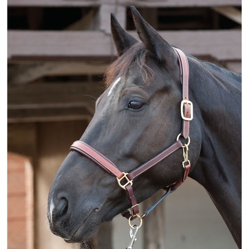 Horse guard lederhalfter - horse,