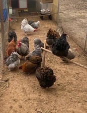 Bruteier Zwerg Orpington