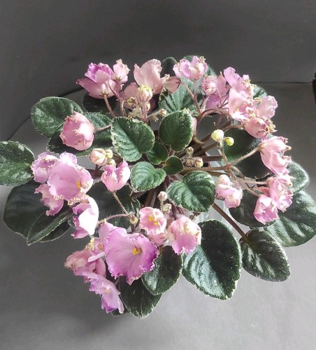 African violet saintpaulia - violet, /