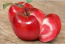 Saeulenapfel Baya Marisa roter Apfelbaum Obstbaum im Topf winterhart ca 60cm