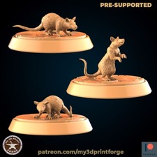 Maus ratten von - /,
