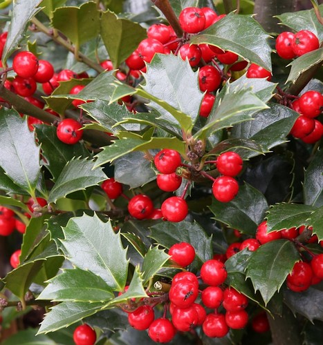 Hochstamm stechpalme ilex - hochstamm,