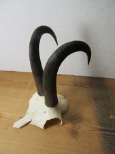 Junge Gams Gämse Gamskrickerl