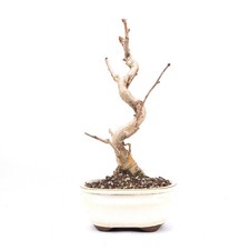BONSAI 'Ginkgo biloba'