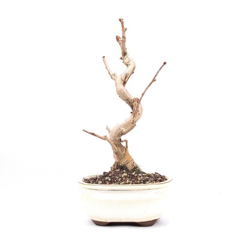 Bonsai ginkgo biloba - 'ginkgo, biloba'