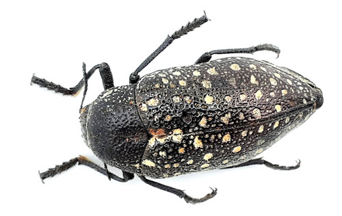 Buprestidae julodis - buprestidae,,