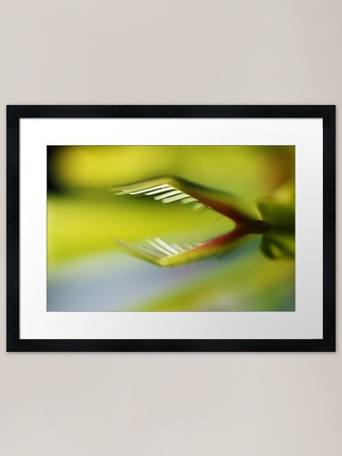 Venus ready trap gerahmtes - ready, to