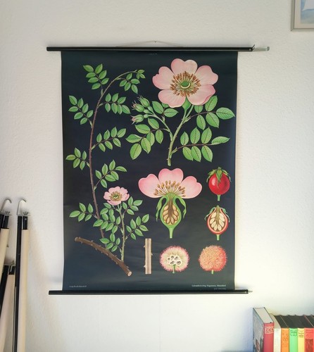 Schulwandkarte heckenrose - schulwandkarte,
