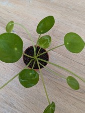 Kleine Pilea Peperomioides |