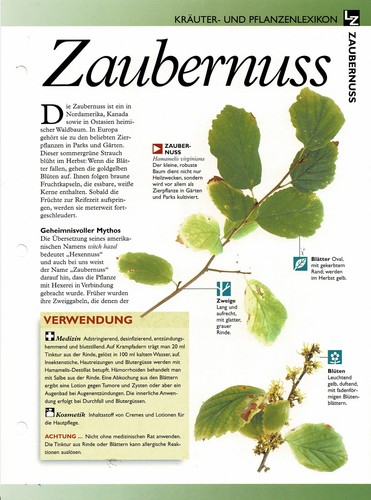 Zaubernuss kräuterinfokarte - zaubernuss, /
