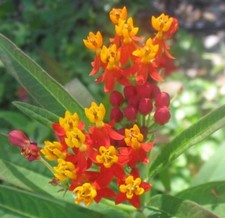 SAMEN Kübelpflanze Wintergarten Terrasse Garten SUMPF SEIDEN BLUME Zimmerpflanze