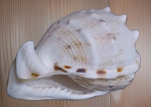 Helmschnecke cassis cornuta - helmschnecke,