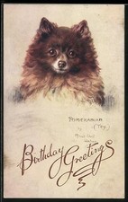 Ansichtskarte Ein Pomeranian, Portrait, Geburtstagsgruß 