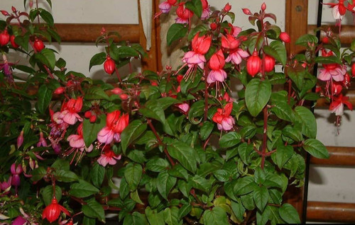 Fuchsien pflanze magenta - fuchsien,