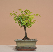 Sageretia theezans – Zimmerbonsai 5 Jahre, 23 cm  indoor, Deko Geschenk