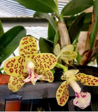 Orchidee Phalaenopsis Little One (hygrochila ×  japonica) Topf Pflanze blühfähig