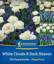 Kiepenkerl Blumenzwiebel Mega-Pack White Cloud & Dark Heaven – 30 Frühlingsblüte