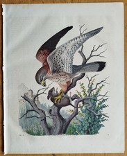 Falke turmfalke buch der - falke,