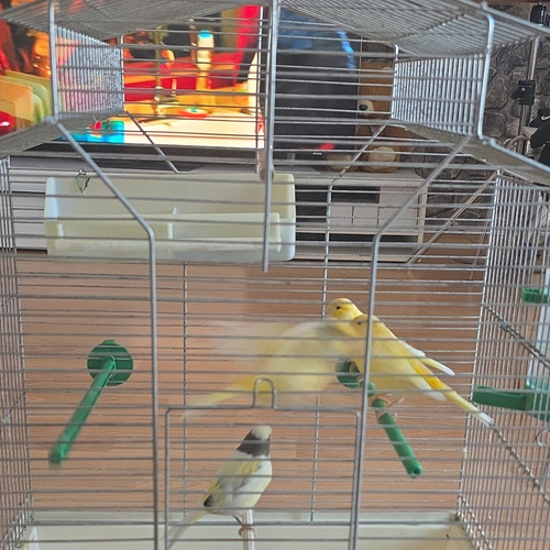 Vogelkäfig für