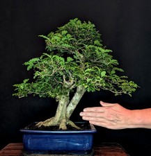 BONSAI CHINESISCHER LIGUSTER