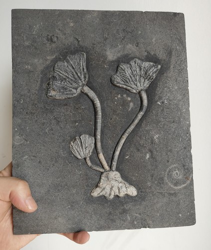 Großes seelilien fossil - seelilien,