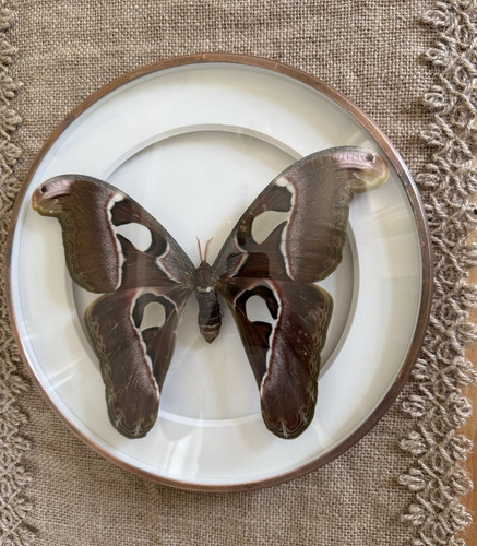 Präparierter schmetterling - präparierter,