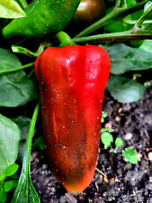 PAPRIKA, 30 cm lange rote Riesenfrucht, saftig, süß, Paprika, Topf, Kübel,Balkon
