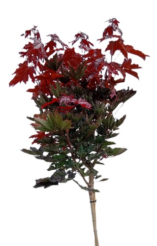 Blut ahorn crimson sentry - -,