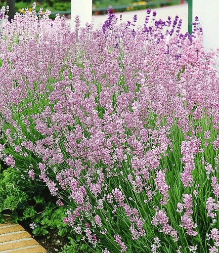 Baldur garten duft - baldur,