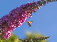 Sommerflieder Buddleja Pink
