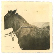 Orig. Foto krankes Pferd