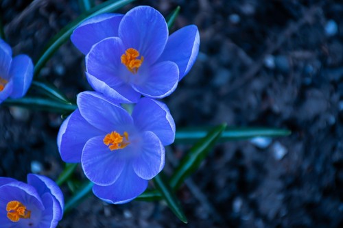 Schneekrokusse himmelblau