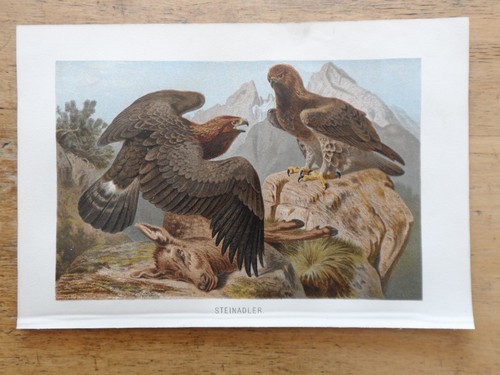 Orig chromolithographie - orig.(1892),